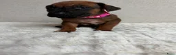 Rhodesian Ridgeback dogs for sale: 12 Gorgeous Rhodesian Ridgebacks   - Advert 8