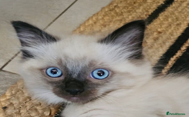 Ragdoll cats - Advert 1