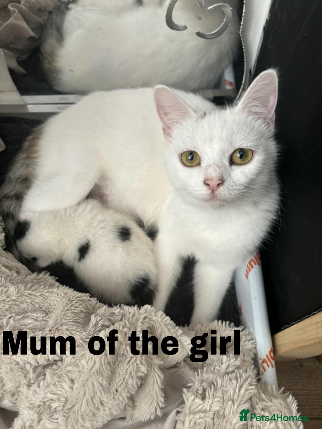 Mixed Breed cats for sale: Batman, Robin and Princess Noodle - Advert 7