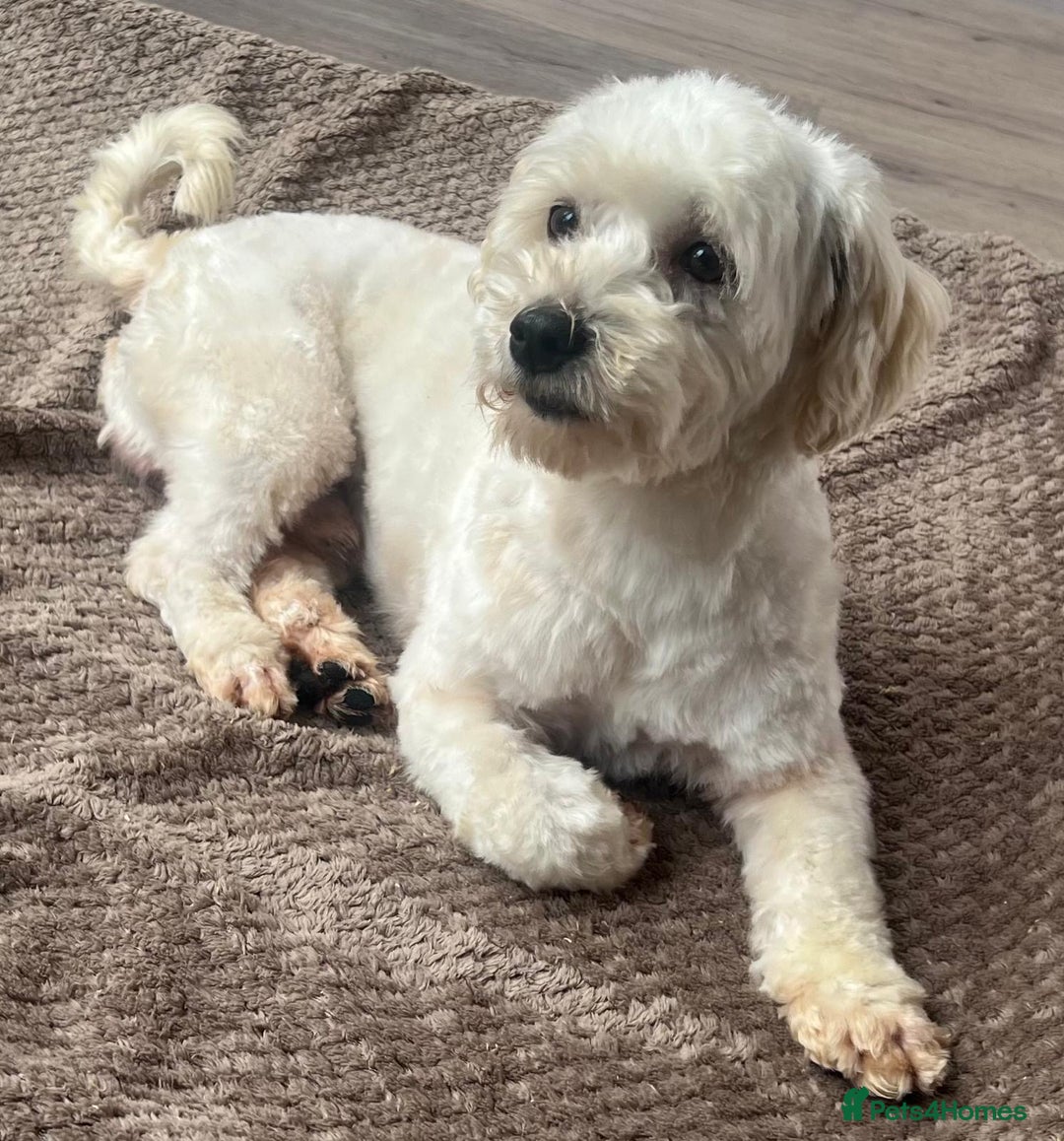 Maltipoo dogs for sale: 3yr old Maltipoo male. Loving, friendly nature.  - Image 14