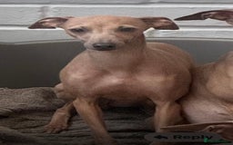 Italian Greyhound dogs for sale: Italian greyhound puppies - Advert 10