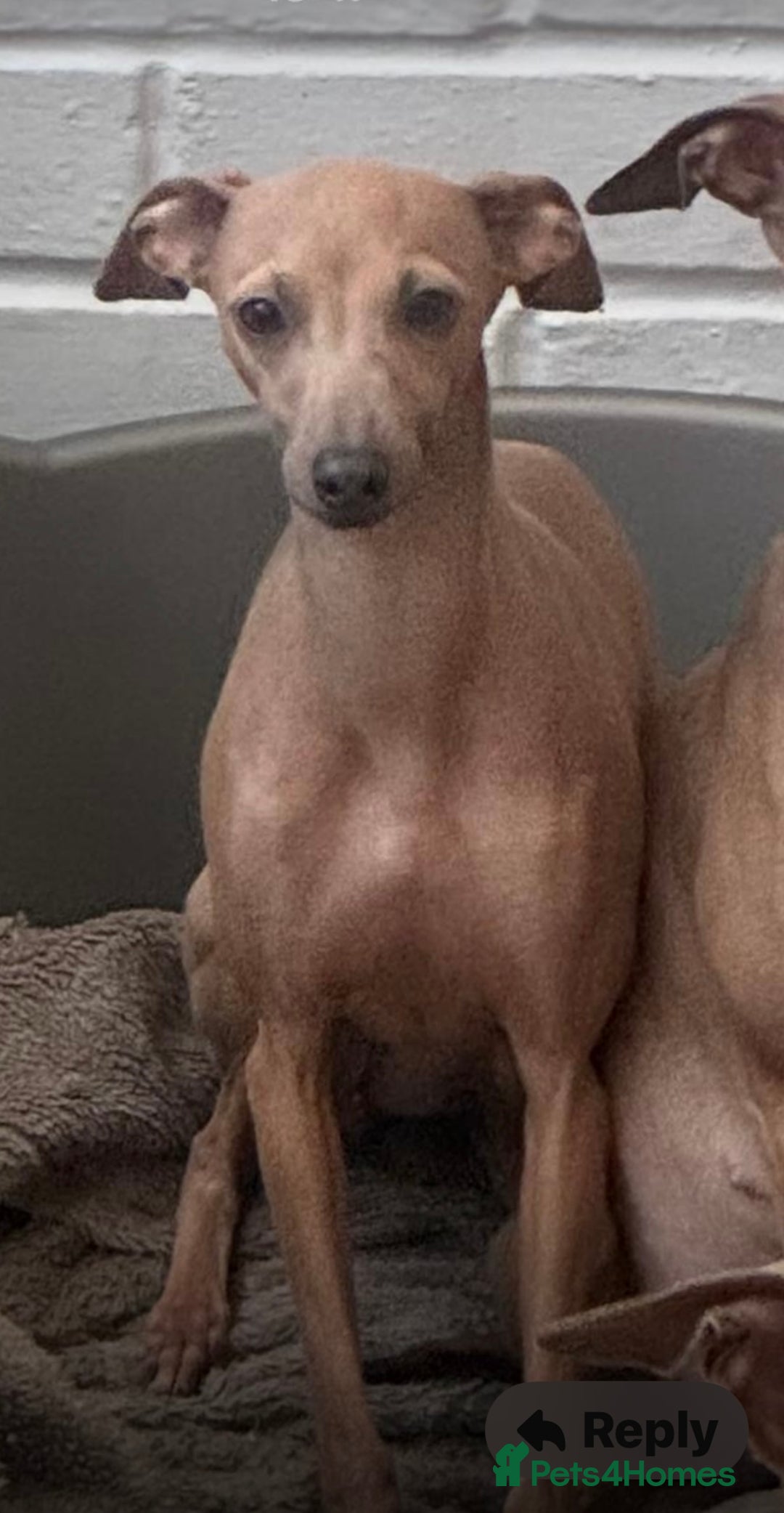 Italian Greyhound dogs for sale: Italian greyhound puppies - Advert 10