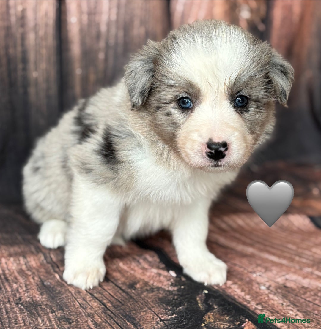 Border Collie dogs for sale: 7 Beautiful Border Collie Puppies  - Image 11