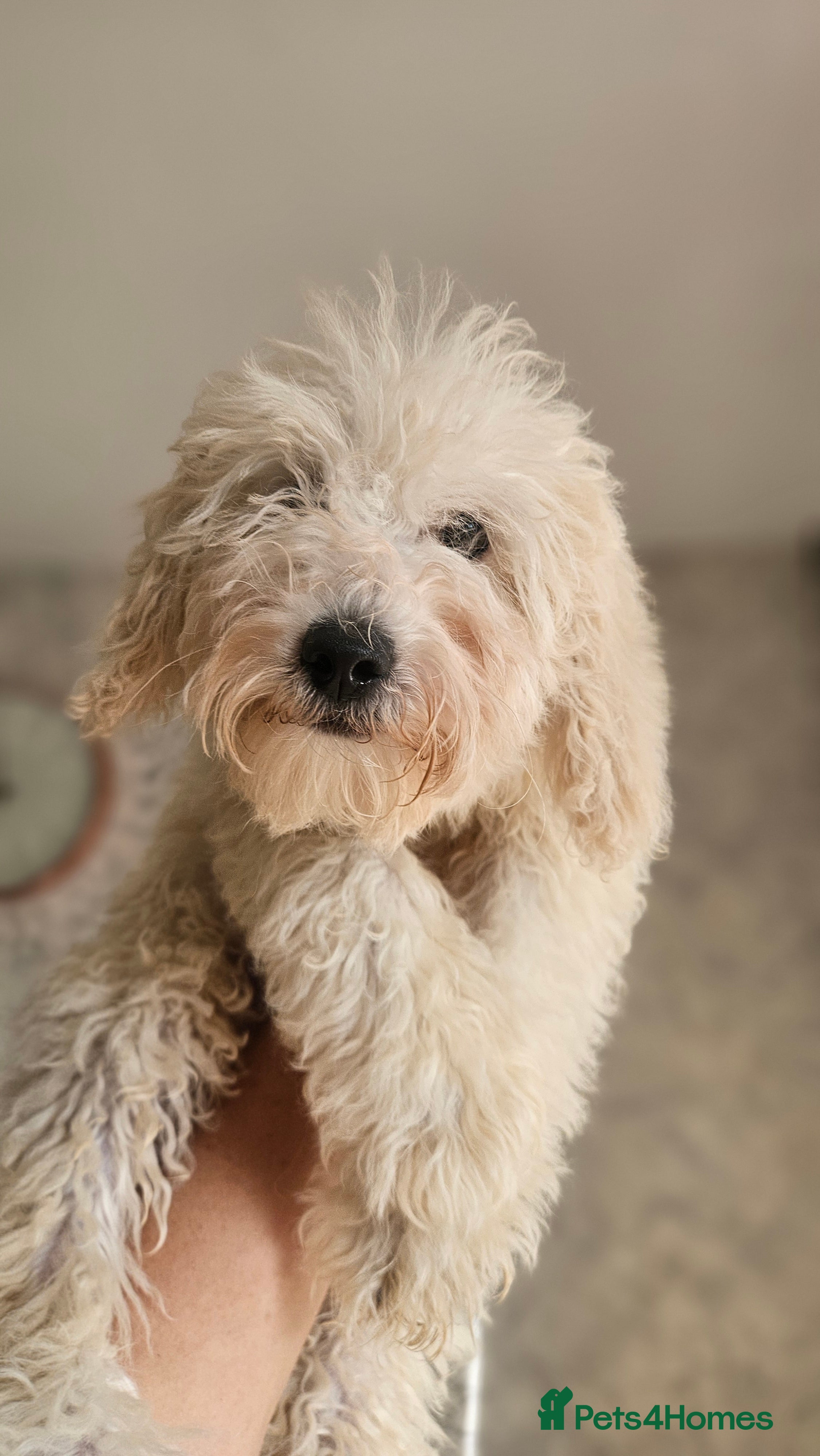 Mini Goldendoodle dogs Small/toy goldendoodle boys ✨️💙 - Advert 2