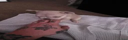 French Bulldog dogs for sale: French bulldog puppies - Advert 3