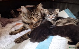 Mixed Breed cats for sale: Kitten for sale. A beautiful girl! - Advert 21