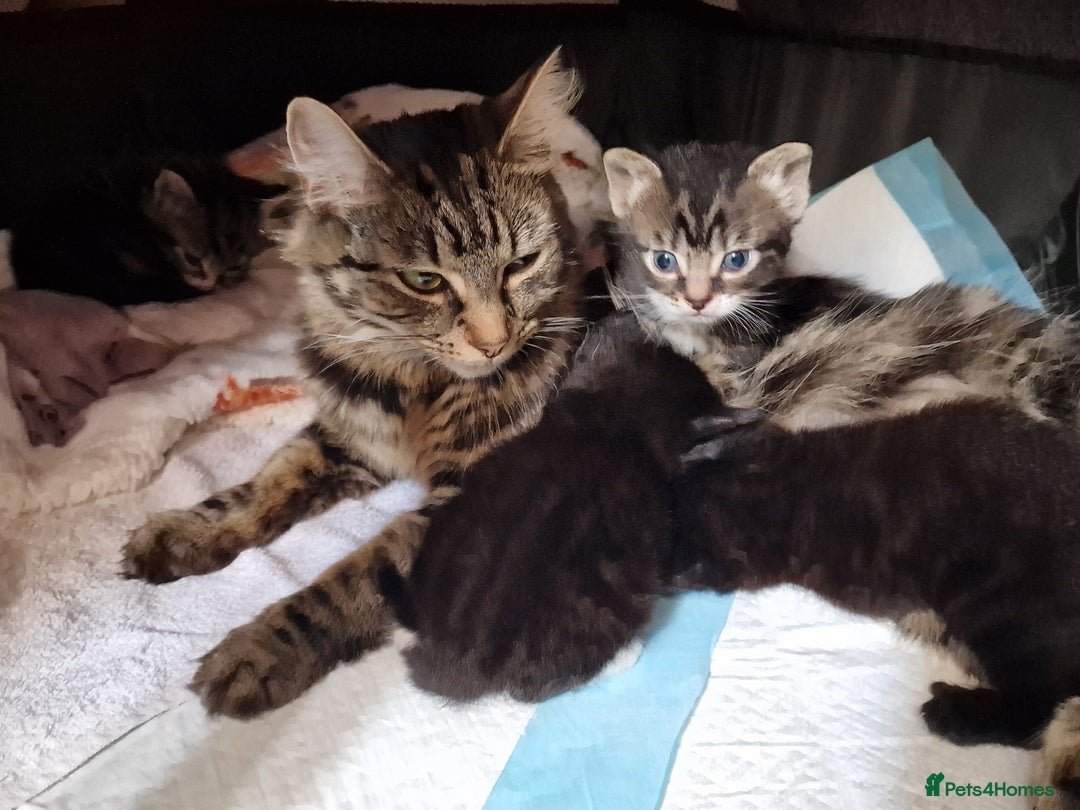 Mixed Breed cats for sale: Kitten for sale. A beautiful girl! - Advert 21