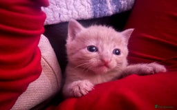 Domestic Shorthair cats for sale: 4 gorgeous kittens  - Image 26