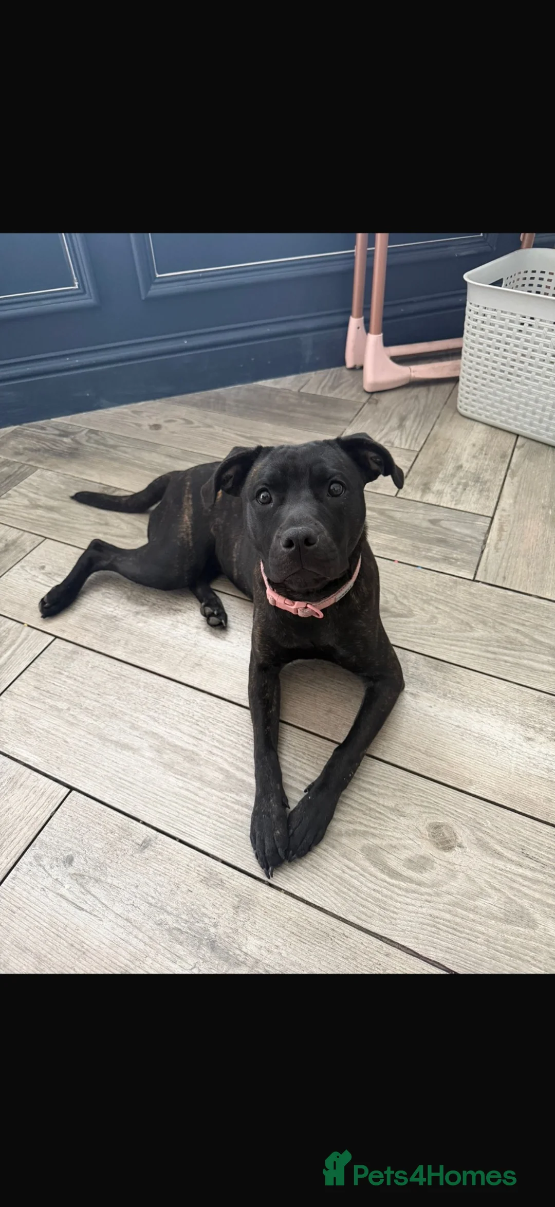 Staffordshire Bull Terrier dogs for sale: 8 month old staff - Advert 2