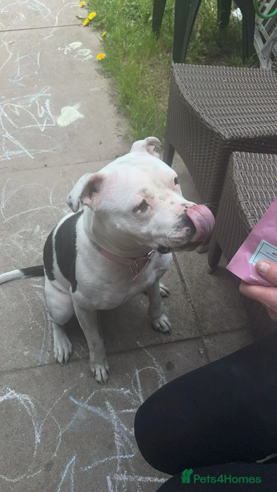 Mixed Breed dogs for sale: Staffordshire bull terrier  - Advert 3