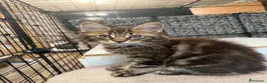 Maine Coon 3