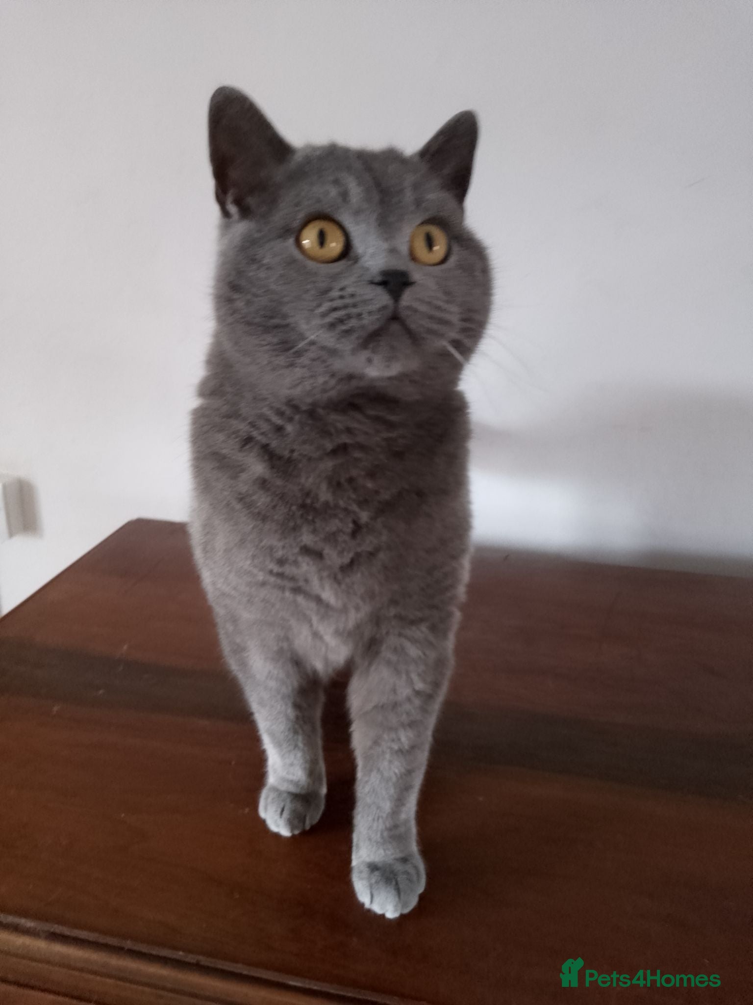 British Shorthair cats British Blue male for sale - Advert 2