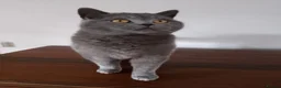 British Shorthair cats for sale: British Blue male for sale - Advert 2