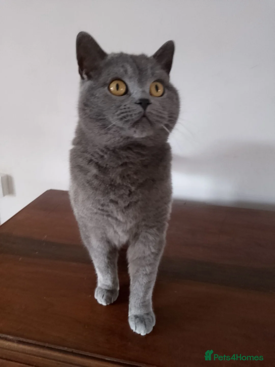 British Shorthair cats for sale: British Blue male for sale - Advert 2