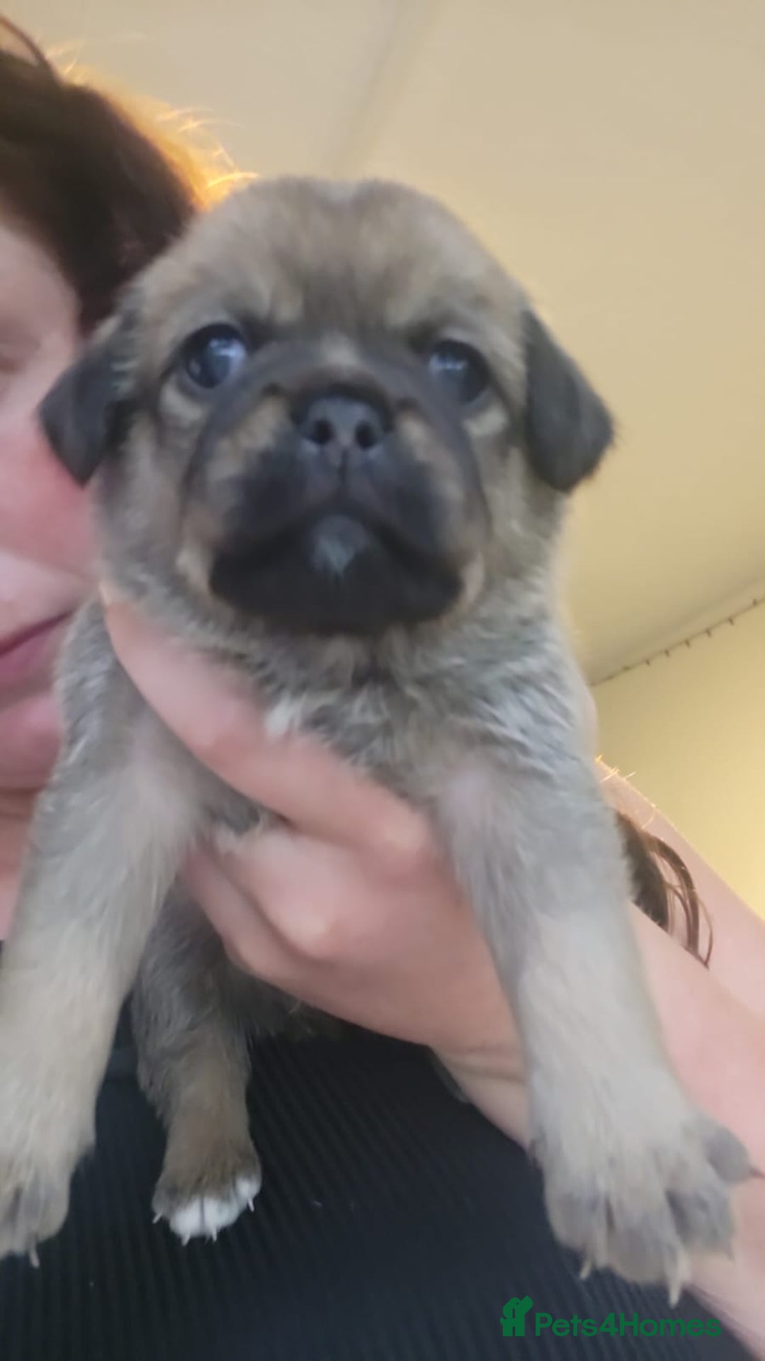 Jug dogs for sale: Jug puppies  - Image 1