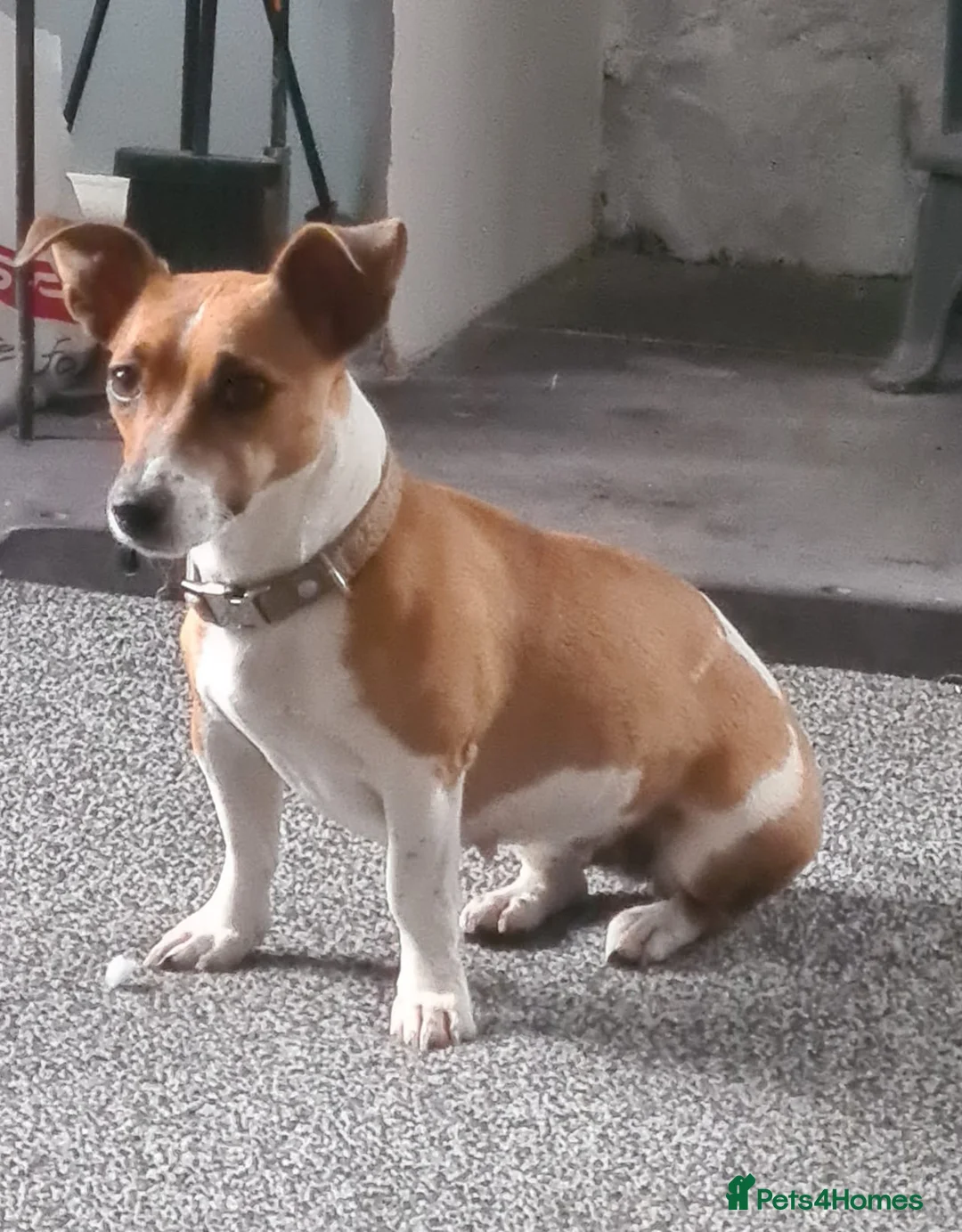 Jack Russell dogs for sale: Superb Veterinary Docked working Jack Russells - Advert 15