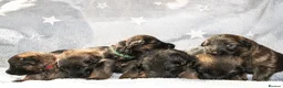 German Shepherd dogs for sale: KC, parents health Tested German shepherd Puppies  - Advert 8