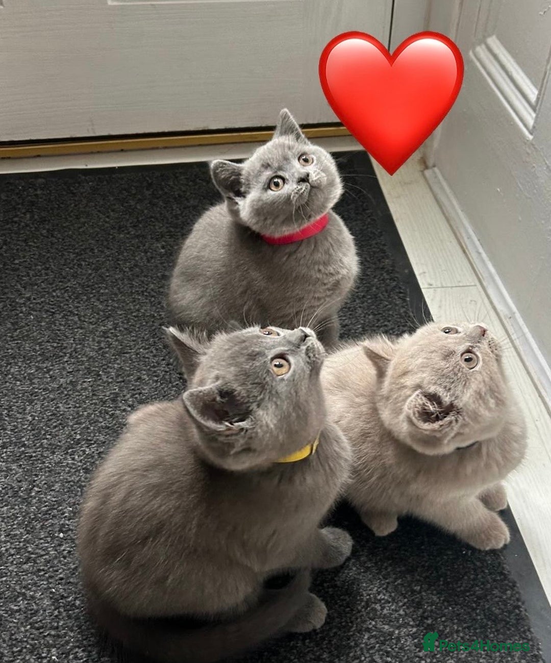 British Shorthair cats for sale: Beautiful British short hair kittens  - Image 19