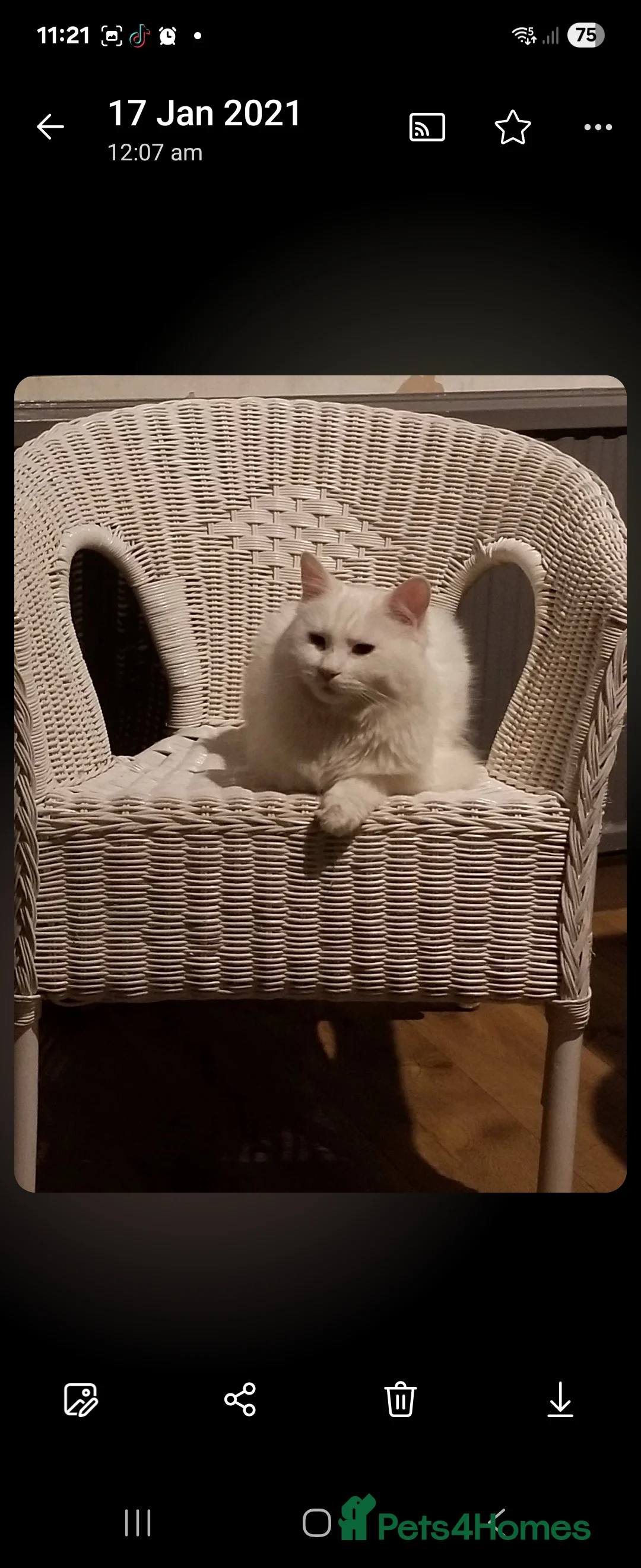 Domestic Shorthair cats for sale: Male cat  - Advert 1