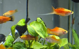 Swordtails fish for sale: Swordtails for sale - Image 3