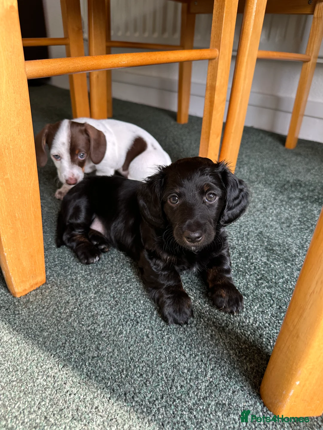 Miniature Dachshund dogs for stud: KC health tested chocolate dapple STUD in Tamworth - Advert 9