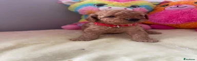 Cockapoo 2