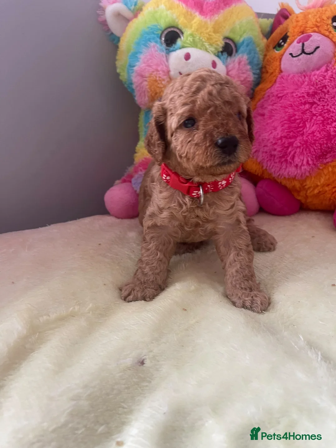 Cockapoo dogs for sale: Beautiful Cockapoo Puppies  in Manchester - Advert 5
