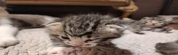 Mixed Breed cats for sale: 7 little kittens looking for new home. - Advert 10