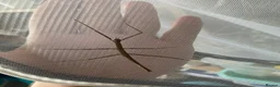 Mixed Breed invertebrates for sale: Mantis/stick isnects and eggs , snails, millipedes - Advert 6