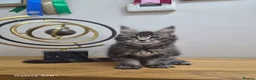 Maine Coon cats for sale: Licensed breeder-maine coon  - Advert 9