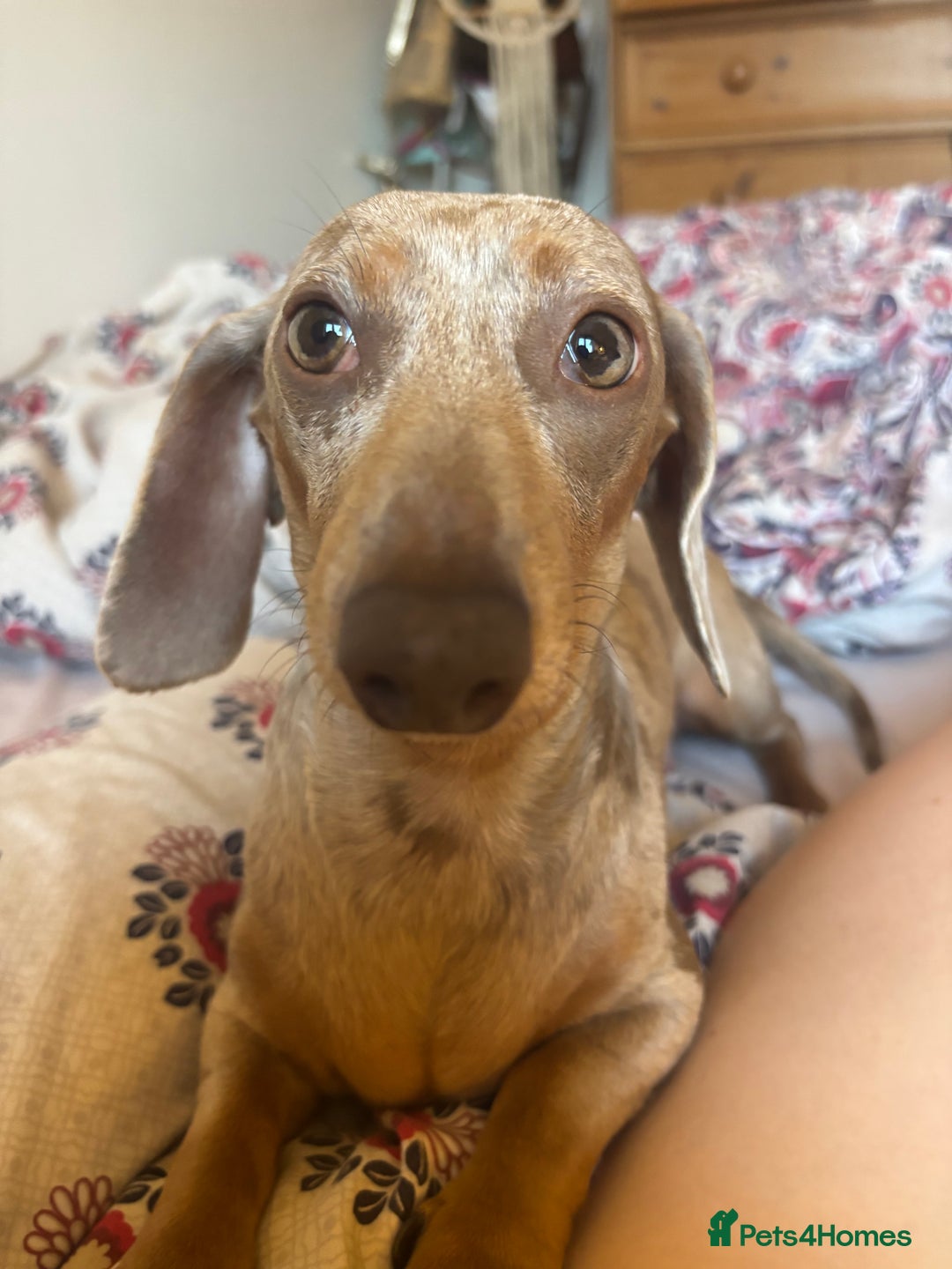 Miniature Dachshund dogs for sale: Mini dachshund Isabella dapple girls - Advert 1