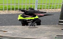 Mixed Breed dogs for sale: 6 months puppy  - Image 1