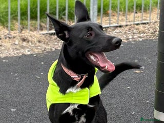 Mixed Breed dogs - Advert 2