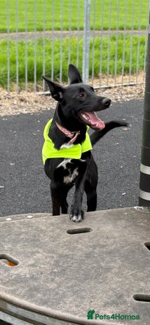 Mixed Breed dogs - Advert 12
