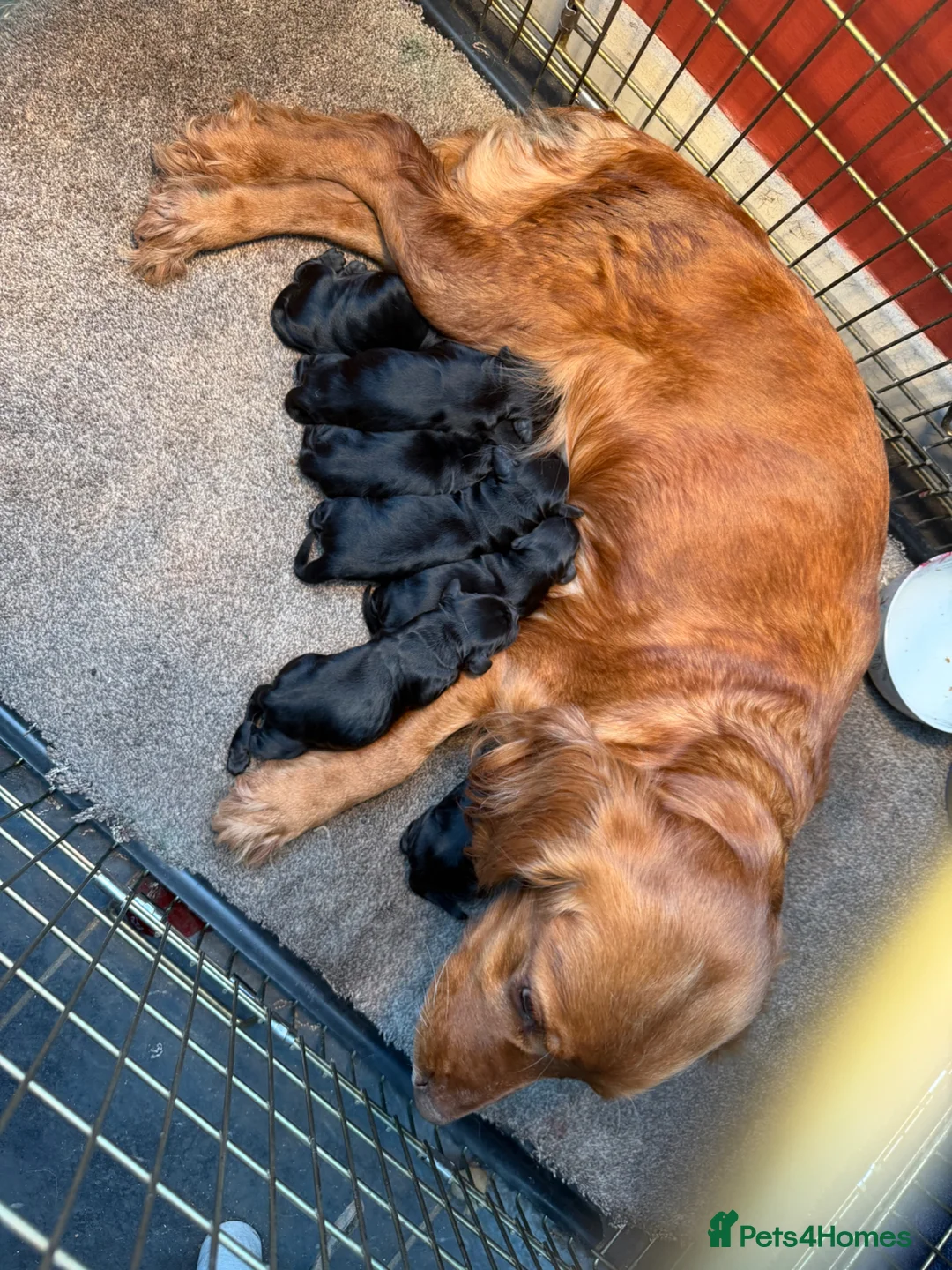 Cocker Spaniel dogs for sale: Cocker spaniel puppies in Ottery Saint Mary - Advert 9