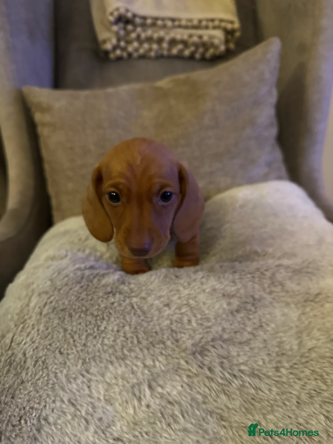 Miniature Dachshund dogs for sale: KC PRA clear miniature Dachshunds - Advert 4