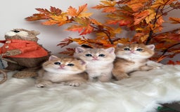 British Shorthair cats for sale: Golden British Shorthair  - Image 32