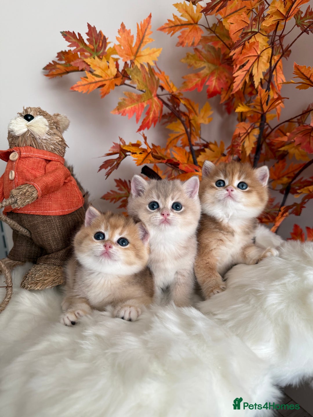 British Shorthair cats for sale: Golden British Shorthair  - Image 32