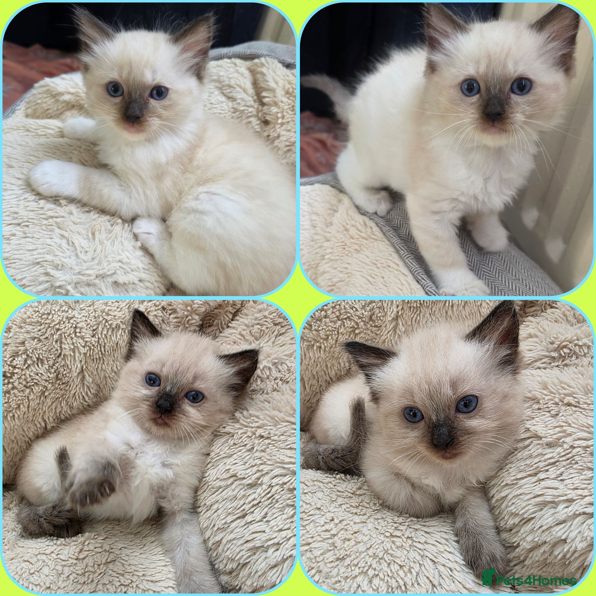 Ragdoll cats Pure Ragdolls kittens.Ready for pickup now😻🙀 - Advert 2
