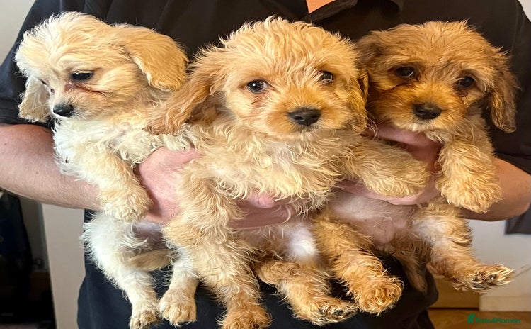 Mixed Breed dogs - Advert 16