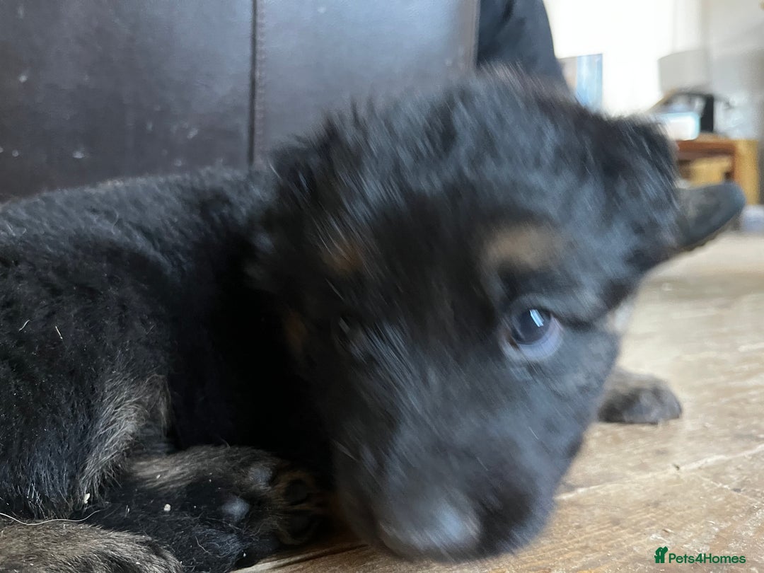 German Shepherd dogs for sale: German shepherds pups - Advert 2