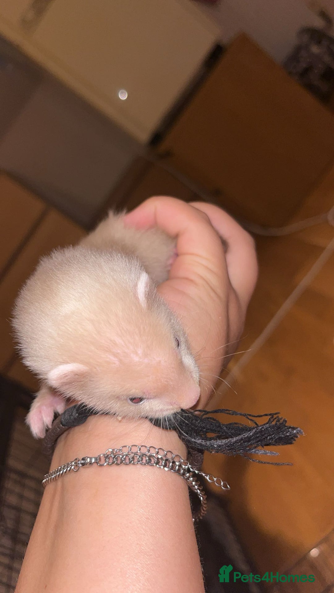 Ferret rodents for sale: Ferret kit  - Image 2