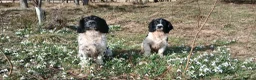 English Springer Spaniel dogs for sale: Springer spaniel pups  - Advert 2