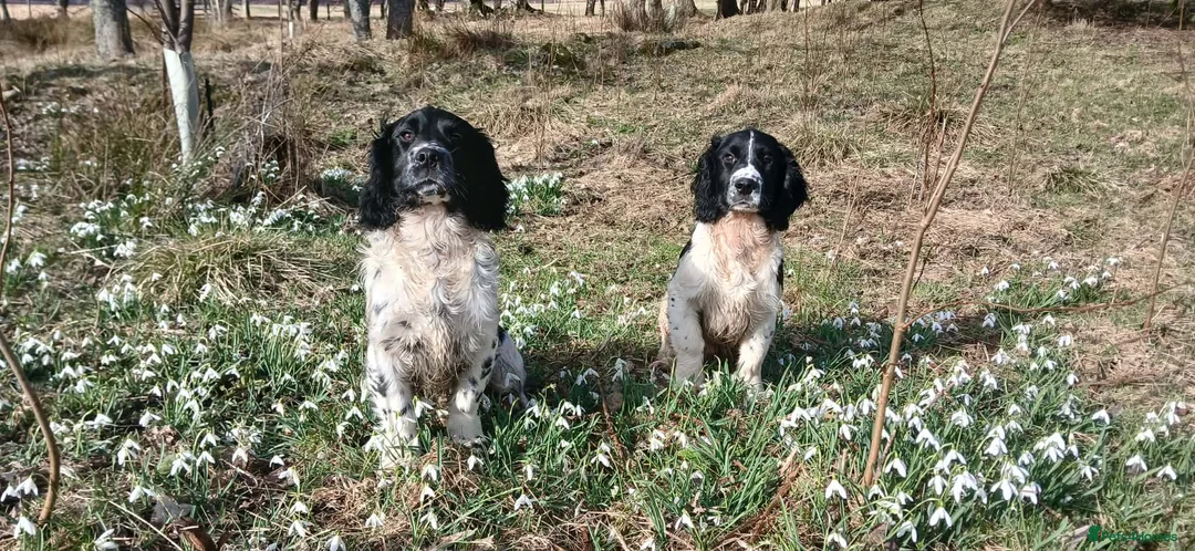 English Springer Spaniel dogs for sale: Springer spaniel pups  - Advert 2
