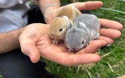 Netherland Dwarf rabbits for sale: Pure neverland dwarfs  - Image 12