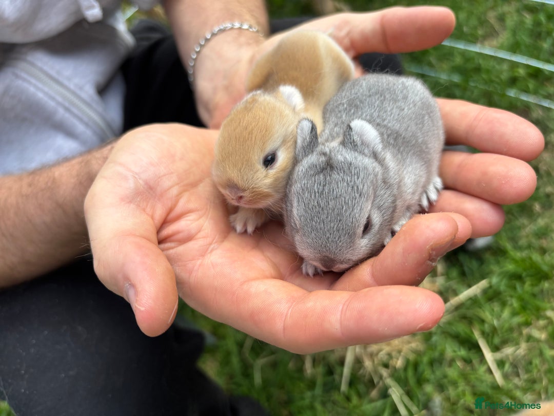 Netherland Dwarf rabbits for sale: Pure neverland dwarfs  - Image 12