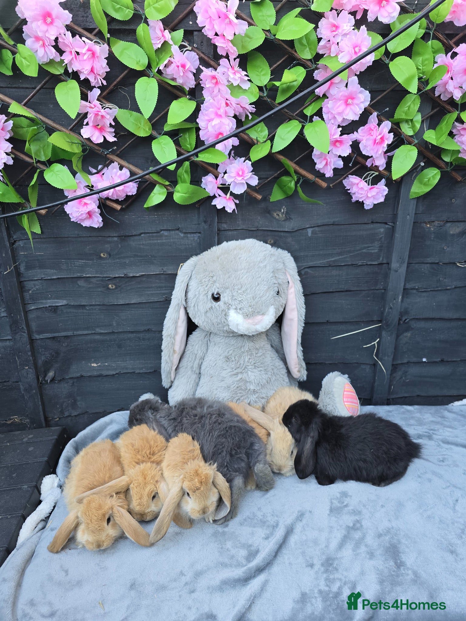 Continental Giant rabbits for sale: Giant French Lops & Mini Lops  - Advert 1