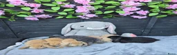 Continental Giant rabbits for sale: Giant French Lops & Mini Lops  - Advert 1