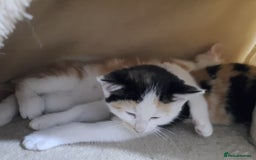 Domestic Shorthair cats for sale: Happy kittens ready to share love and joy  - Image 9