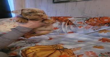 English Bulldog dogs - Advert 15